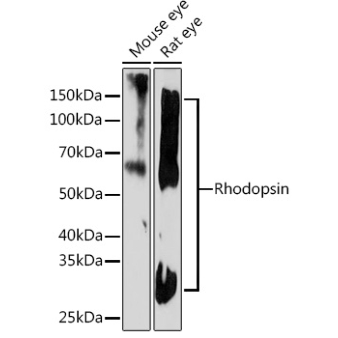 Rhodopsin Rabbit Monoclonal Antibody