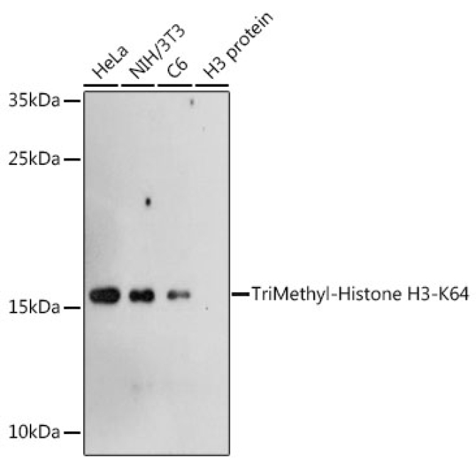 TriMethyl-Histone H3-K64 Rabbit Polyclonal Antibody
