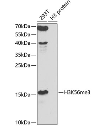 TriMethyl-Histone H3-K56 Rabbit Polyclonal Antibody