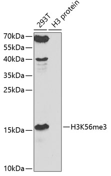 TriMethyl-Histone H3-K56 Rabbit Polyclonal Antibody