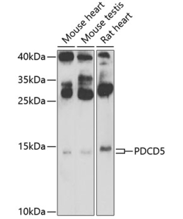 PDCD5 Rabbit Polyclonal Antibody