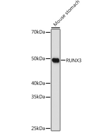 RUNX3 Rabbit Polyclonal Antibody