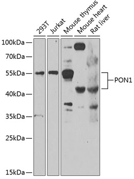 PON1 Rabbit Polyclonal Antibody
