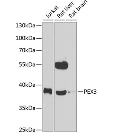 PEX3 Rabbit Polyclonal Antibody