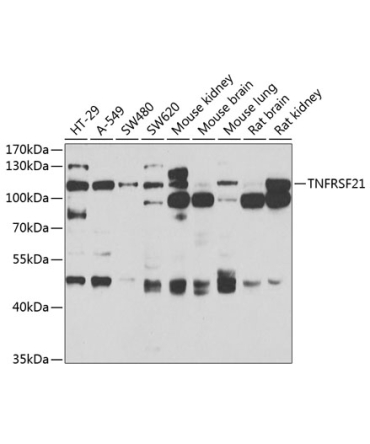 TNFRSF21 Rabbit Polyclonal Antibody