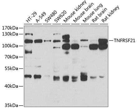 TNFRSF21 Rabbit Polyclonal Antibody