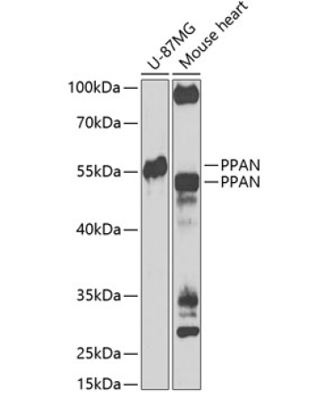 PPAN Rabbit Polyclonal Antibody