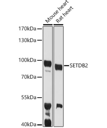 SETDB2 Rabbit Polyclonal Antibody