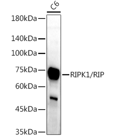 RIPK1/RIP Rabbit Polyclonal Antibody