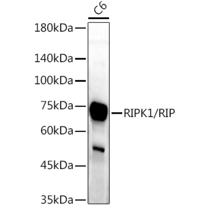 RIPK1/RIP Rabbit Polyclonal Antibody