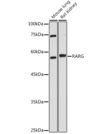 RARG Rabbit Polyclonal Antibody