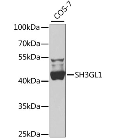 SH3GL1 Rabbit Polyclonal Antibody