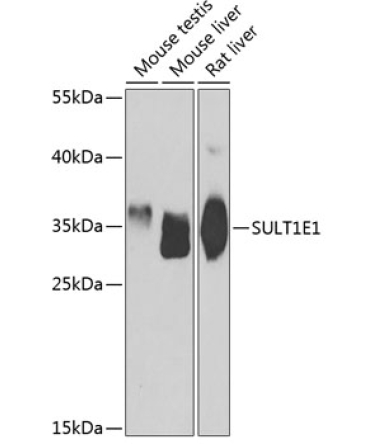 SULT1E1 Rabbit Polyclonal Antibody