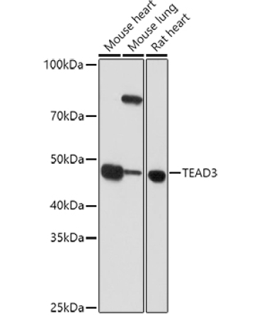 TEAD3 Rabbit Polyclonal Antibody