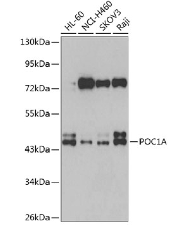 POC1A Rabbit Polyclonal Antibody