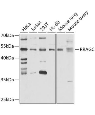 RRAGC Rabbit Polyclonal Antibody