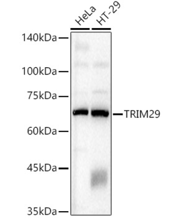 TRIM29 Rabbit Polyclonal Antibody