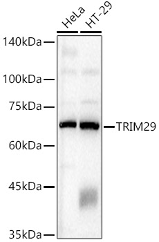 TRIM29 Rabbit Polyclonal Antibody
