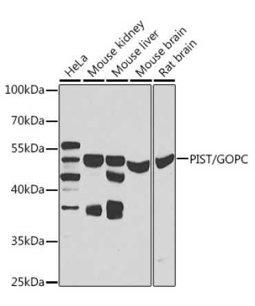 PIST/GOPC Rabbit Polyclonal Antibody