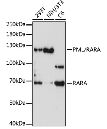 PML/RARA Rabbit Polyclonal Antibody