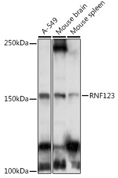 RNF123 Rabbit Polyclonal Antibody