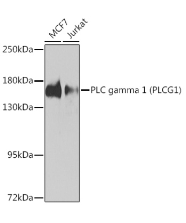 PLC gamma 1 (PLCG1) Rabbit Polyclonal Antibody