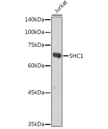 SHC1 Rabbit Polyclonal Antibody