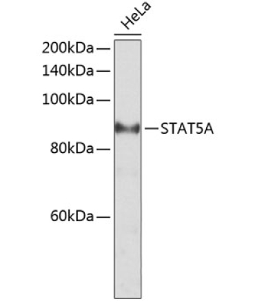 STAT5A Rabbit Polyclonal Antibody