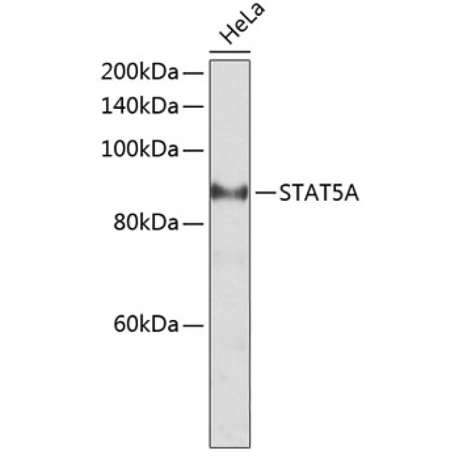 STAT5A Rabbit Polyclonal Antibody