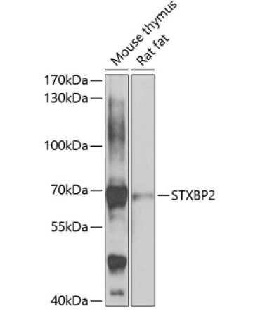 STXBP2 Rabbit Polyclonal Antibody