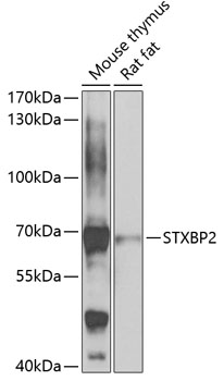 STXBP2 Rabbit Polyclonal Antibody