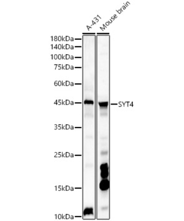 SYT4 Rabbit Polyclonal Antibody