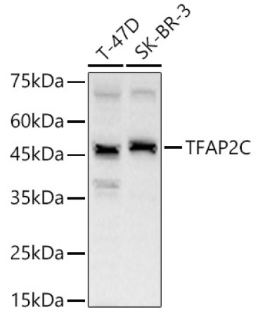 TFAP2C Rabbit Polyclonal Antibody