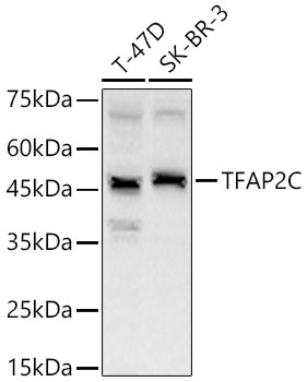 TFAP2C Rabbit Polyclonal Antibody