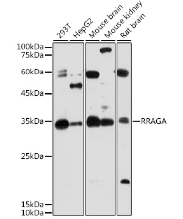 RRAGA Rabbit Polyclonal Antibody