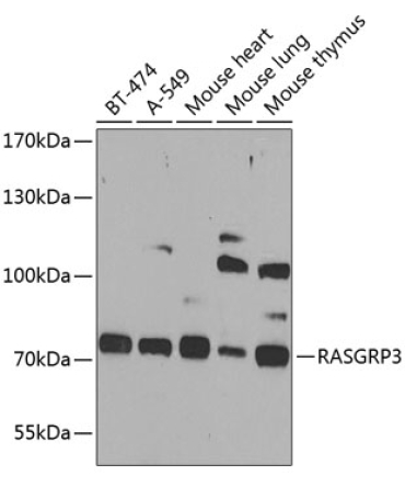RASGRP3 Rabbit Polyclonal Antibody