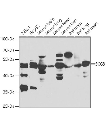 SCG3 Rabbit Polyclonal Antibody