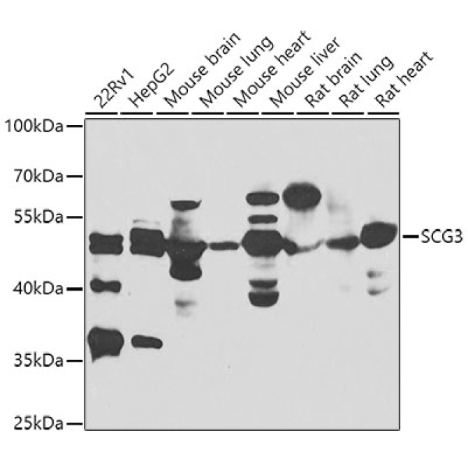 SCG3 Rabbit Polyclonal Antibody