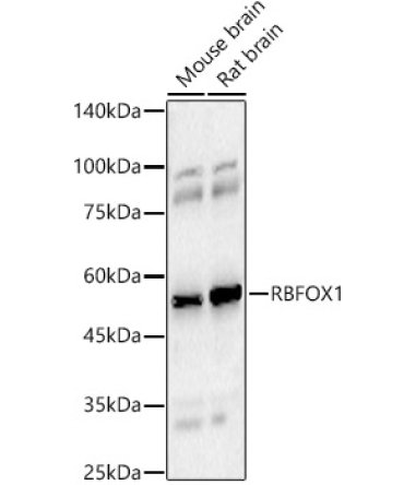 RBFOX1 Rabbit Polyclonal Antibody