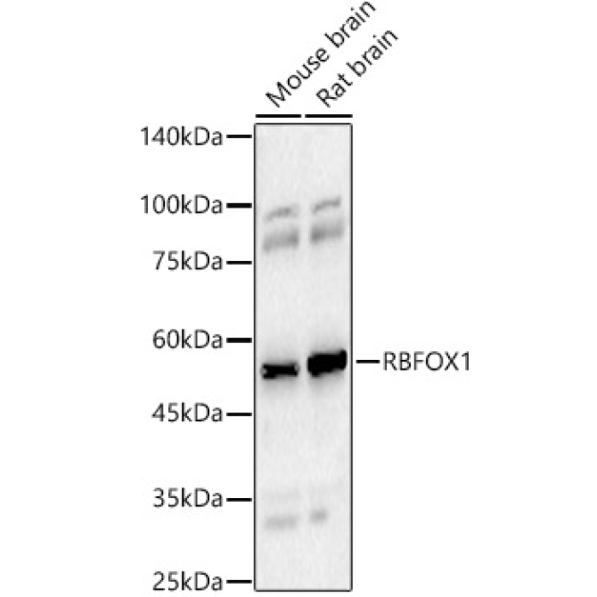 RBFOX1 Rabbit Polyclonal Antibody