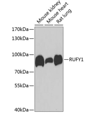 RUFY1 Rabbit Polyclonal Antibody