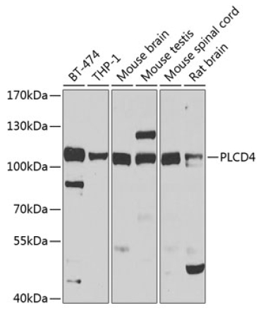 PLCD4 Rabbit Polyclonal Antibody