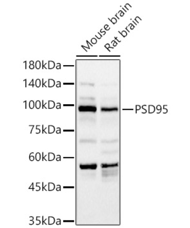 PSD95 Rabbit Polyclonal Antibody