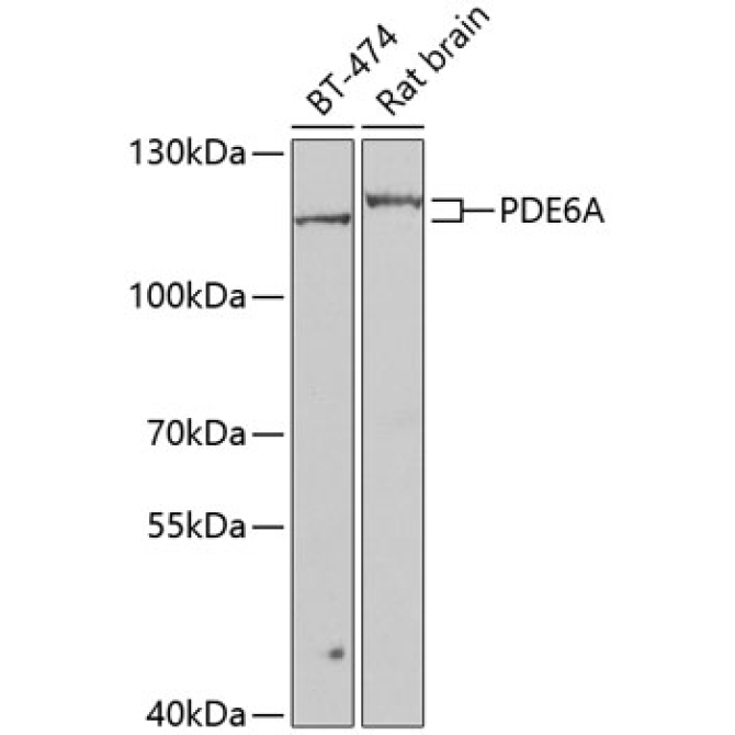 PDE6A Rabbit Polyclonal Antibody