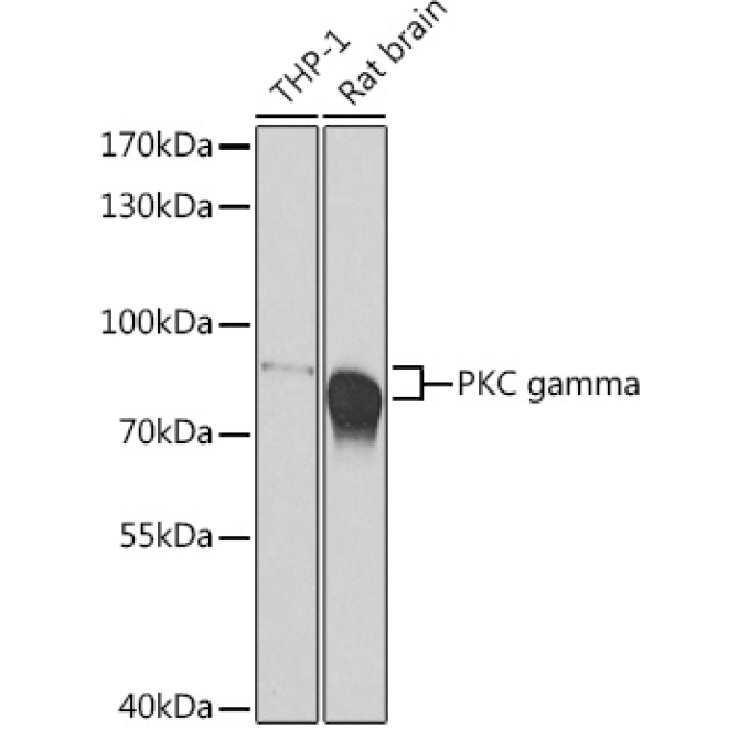PKC gamma Rabbit Polyclonal Antibody