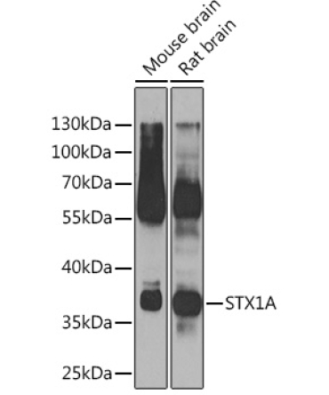 STX1A Rabbit Polyclonal Antibody