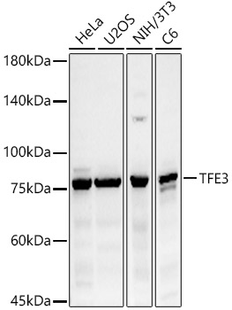 TFE3 Rabbit Polyclonal Antibody