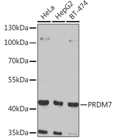 PRDM7 Rabbit Polyclonal Antibody