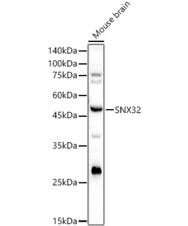 SNX32 Rabbit Polyclonal Antibody