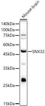 SNX32 Rabbit Polyclonal Antibody